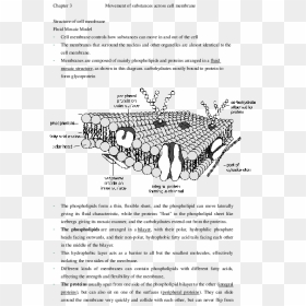 Cell Membrane Diagram, HD Png Download - cell membrane png