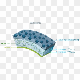 Representation Of Yeast Cell Wall And Its Major Components - Mannan Yeast Cell Wall, HD Png Download - cell membrane png