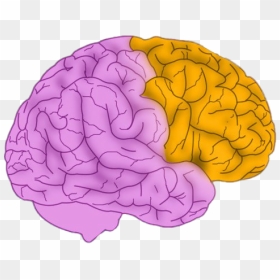 Animated Brain Free Png Image - Animated Brain, Transparent Png - human brain clipart png