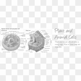 Building A Cell, HD Png Download - cell membrane png