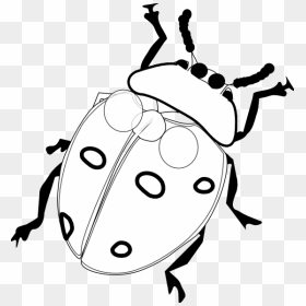 Ladybug Black And White Clipart, HD Png Download - flowers black vector png