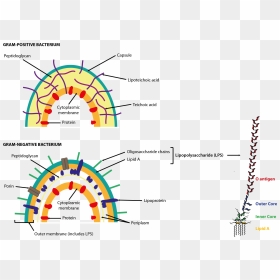 Cell Walls Of Gram Positive And Gram Negative Bacteria - Lipopolysaccharide In A Bacterial Cell, HD Png Download - cell membrane png
