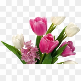 Png Frames Wallpapers Designs Tulips Hyacinths Flowers - Bouquet Flower Icon Png, Transparent Png - flower wallpaper png