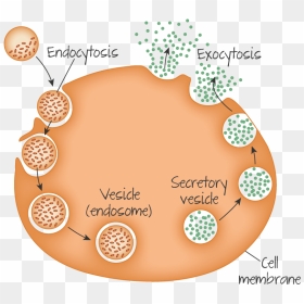 Secretory Vesicle In Ap Biology, HD Png Download - cell membrane png