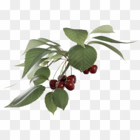 Cherry Fruit Branch Png, Transparent Png - cherry fruit png