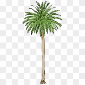 Trees Palm, HD Png Download - trees .png
