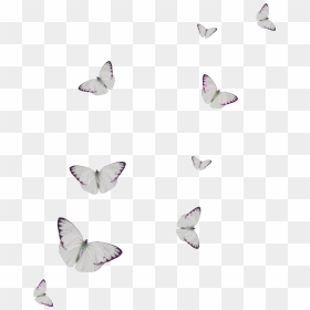 White Spot Butterfly Cartoon Transparent - Бабочки Белые Пнг, HD Png Download - butterfly cartoon png