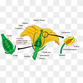 Diagram Showing The Main Parts Of A Mature Perfect - Parts Of Typical Flower, HD Png Download - pipal leaf png