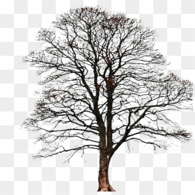 30 Days Of Photoshop Day Two - Oak, HD Png Download - sky png for photoshop