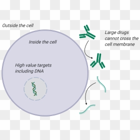 Cpp Diagram - Circle, HD Png Download - cell membrane png