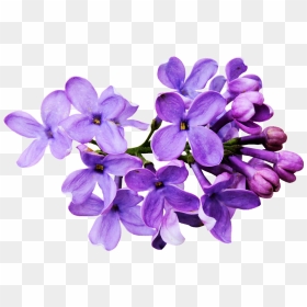 Thumb Image - Flower Color Violet Drawing, HD Png Download - flower thoranam images png