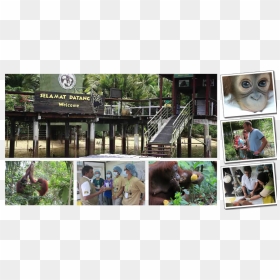 Bukit Merah Orangutan Island, HD Png Download - pipal leaf png