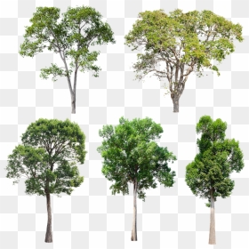 Mexican Pinyon, HD Png Download - tree garden png