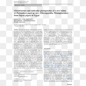 Document, HD Png Download - pagri png