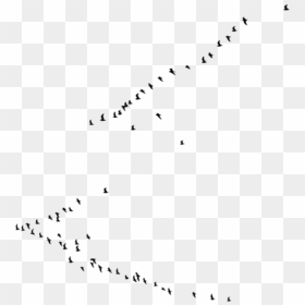Birds, HD Png Download - birds in png
