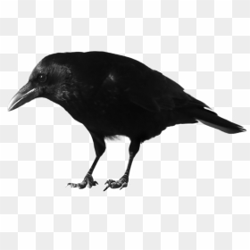 Thumb Image - Transparent Background Crow Png, Png Download - crow png images