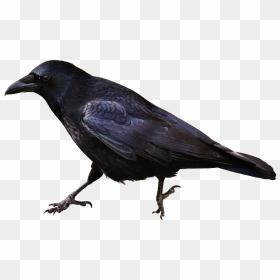 Crow Png Picture - Raven Clipart, Transparent Png - crow png images