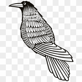 Crow Clipart - Crow Drawings Public Domain, HD Png Download - crow png images