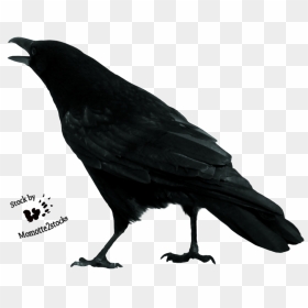 Crow Free Download Png - Crow Stock, Transparent Png - crow png images