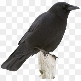 Crow Png Image File - American Crow, Transparent Png - crow png images