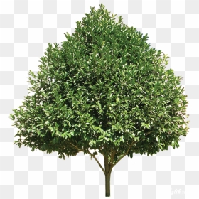 5 Png, The Trees In The Garden, Oo-36 - Plants Top View White Background, Transparent Png - tree garden png