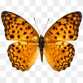 Free Png Of Butterflies, Transparent Png - butterfly png for photoshop