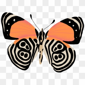 Cramer's Eighty Eight Butterfly, HD Png Download - butterfly png for photoshop