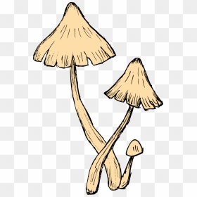 Mushroom Drawing 6 - Mushroom Drawing Png, Transparent Png - mashroom png