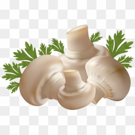 Mushroom Clipart Mushroom Vegetable - Mushrooms Png, Transparent Png - mashroom png