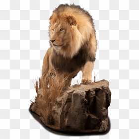 Life Size Lion Mount - Masai Lion, HD Png Download - lion sitting png