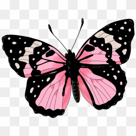 Lycaenid, HD Png Download - butterfly png for photoshop