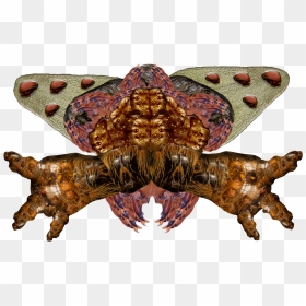 Alien Insect 6 4 - Butterfly, HD Png Download - butterfly png for photoshop
