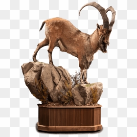 Life Size Ibex On Rocks Taxidermy - Goat, HD Png Download - mountain rocks png