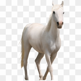 Fire Png Hd Source - Transparent Background White Horse Png, Png Download - horse png hd