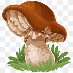 Common Mushroom Drawing Edible Mushroom - Mushroom Cartoon, HD Png Download - mashroom png
