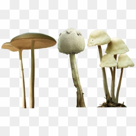 Magic Mushroom Png - Psilocybin Mushroom Png, Transparent Png - mashroom png