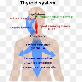 Thyroid System, HD Png Download - guruvayoorappan png