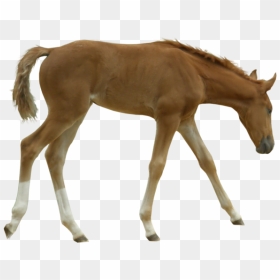 Foal Transparent Background, HD Png Download - horse png hd