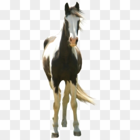 Type Hd, Three Horses - Paint Horse Transparent Background, HD Png Download - horse png hd