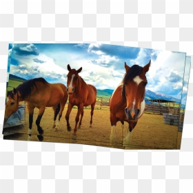 Mustang Horse, HD Png Download - horse png hd