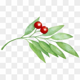 Berry Branch Png - Berry, Transparent Png - branch icon png
