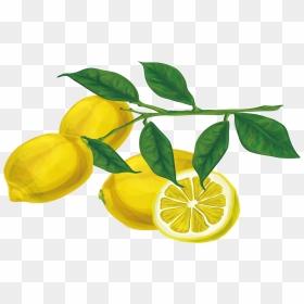 Limon Vector Lemon Leaf - Lemon Branch Transparent Background, HD Png Download - lemon vector png