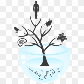 At The Root Of The Tree Of Life - Evolution Life Origin, HD Png Download - origin png