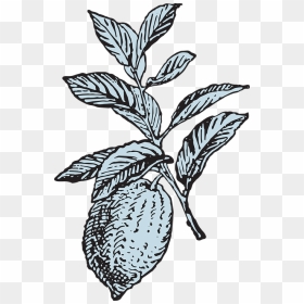 Lemon Black And White Png, Transparent Png - lemon vector png
