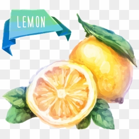Watercolor Painting Fruit Drawing Illustration - Watercolor Painting Of Fruits, HD Png Download - lemon vector png