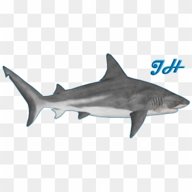 Zoo Tycoon 2 Bull Shark Clipart , Png Download - Zoo Tycoon 2 Bull Shark, Transparent Png - left shark png