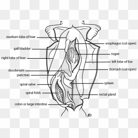 Internal Anatomy Of The Shark, HD Png Download - left shark png