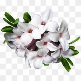Daphne Flower Png, Transparent Png - cut out png