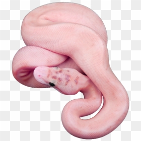 Snake, Animal, And Pink Image - Aesthetic Snake Transparent, HD Png Download - imagenes png tumblr hipster