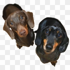#dachshund #motherofdachshunds #klausandroo #sausagedog - Dachshund, HD Png Download - weiner dog png